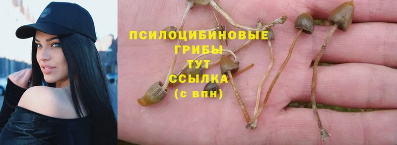 Псилоцибиновые грибы Psilocybe  Муравленко 